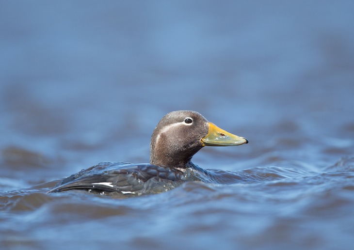 flying steamer duck