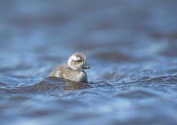 flying steamer duck