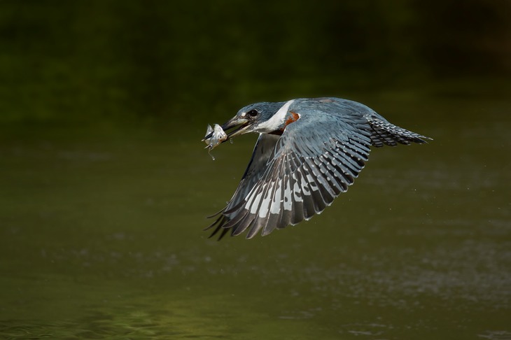 ringed kingfisher