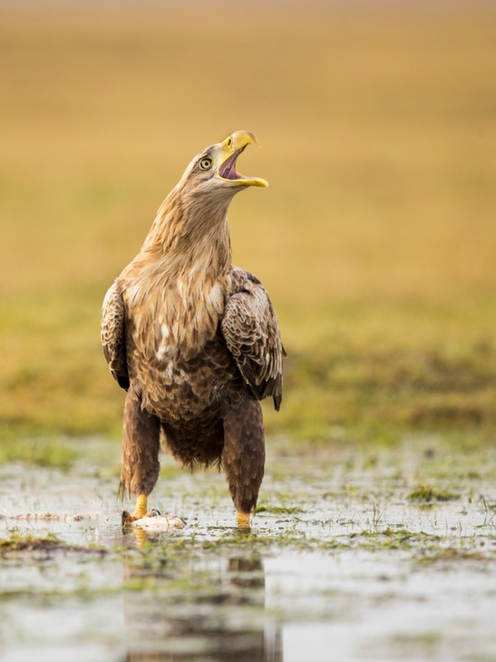 white tailed eagle