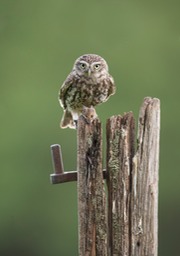 little owl