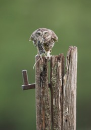 little owl