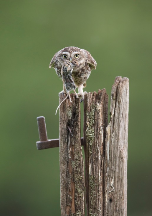 little owl