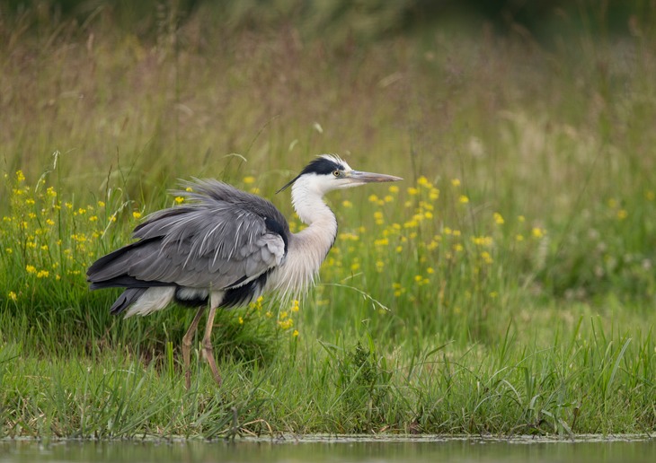 grey heron