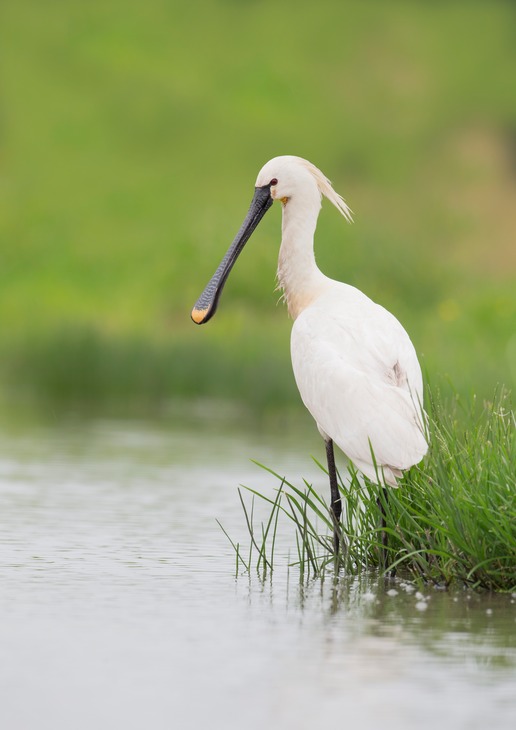 spoonbill