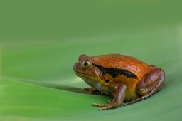 tomato frog