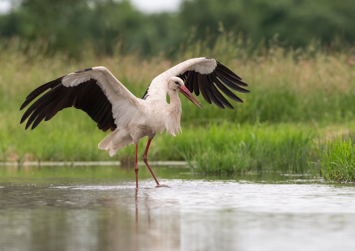 white stork