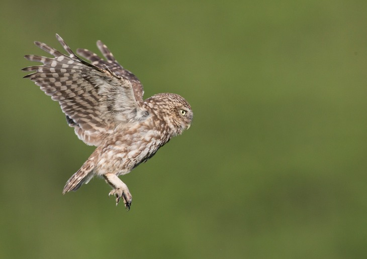 little owl