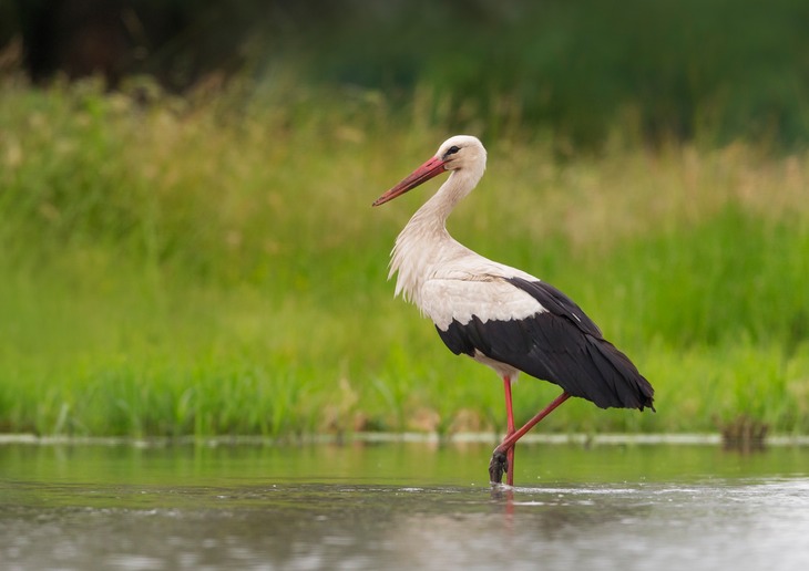 white stork