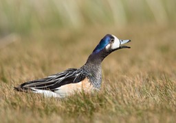 chiloe wigeon