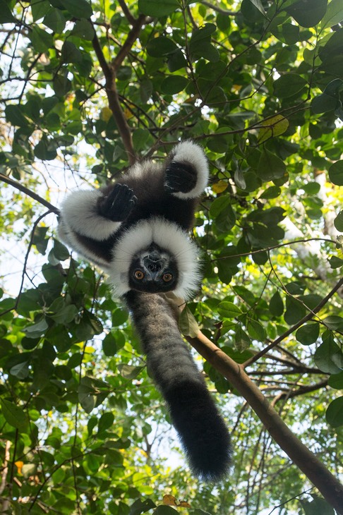 black and white ruffed lemur