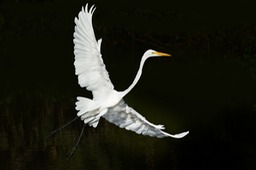 great white egret