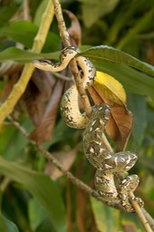 madagascar tree boa