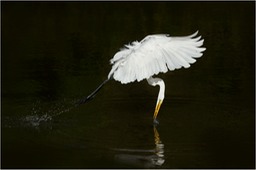 great white egret