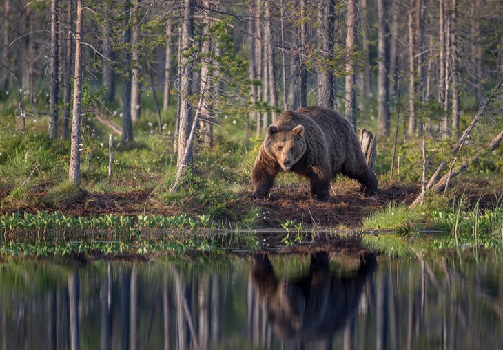 brown bear