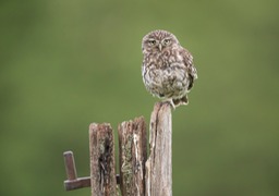 little owl