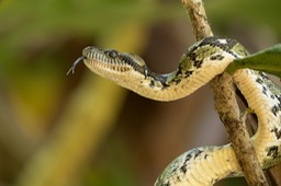 madagascar tree boa