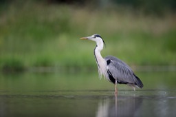 grey heron