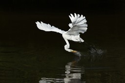 great white egret