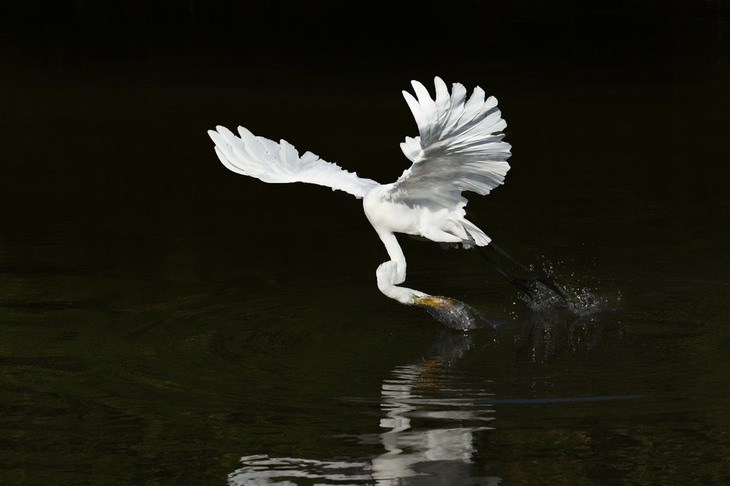 great white egret