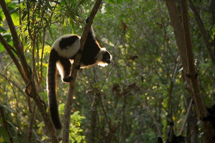 black and white ruffed lemur