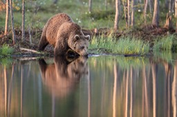 brown bear