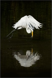 great white egret