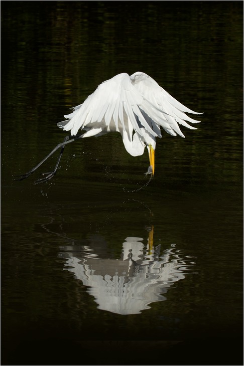 great white egret