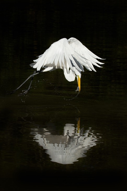 great white egret