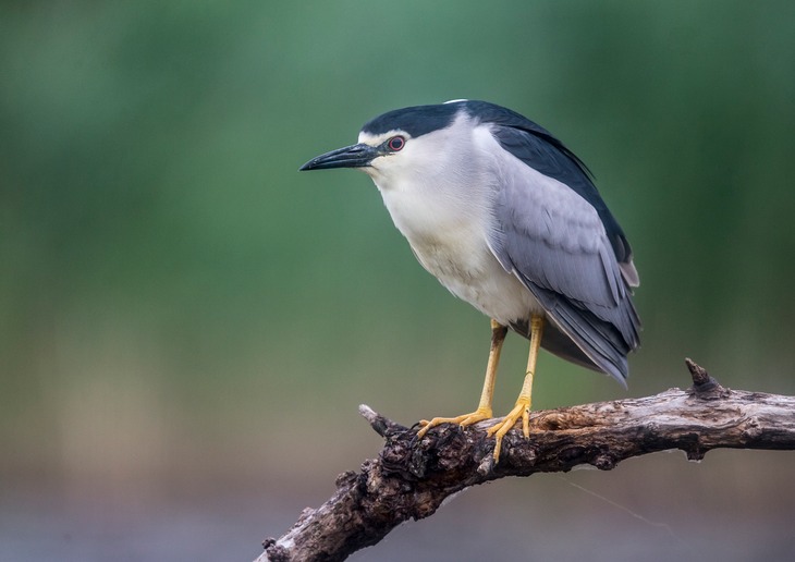 night heron