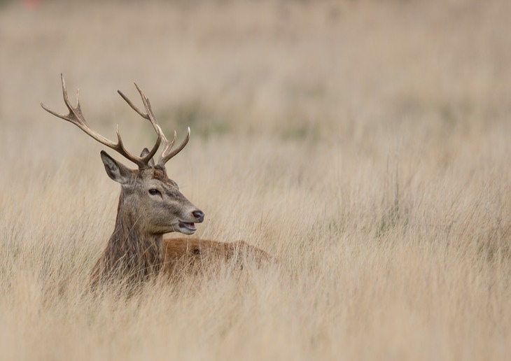 red deer