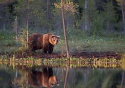 brown bear