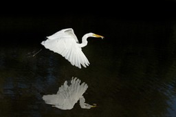 great white egret