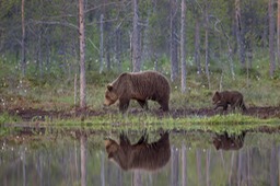 brown bear