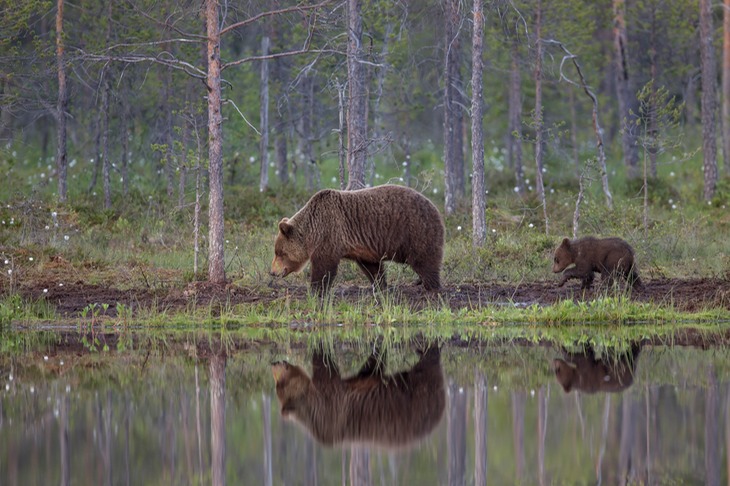 brown bear