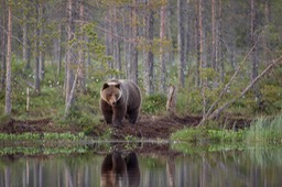 brown bear