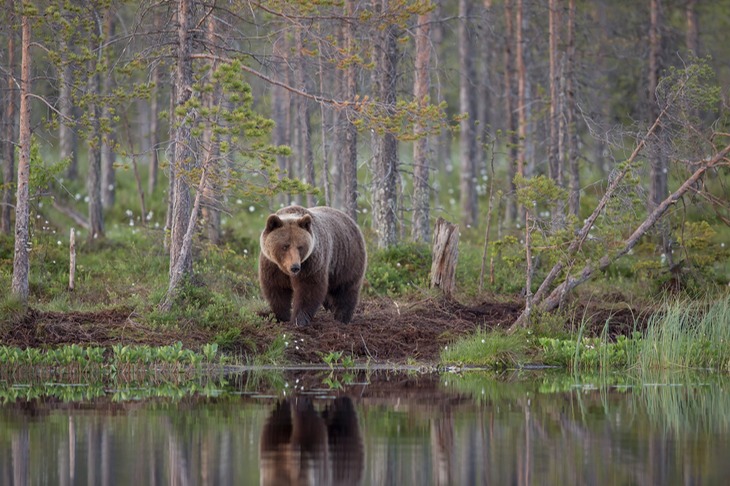 brown bear