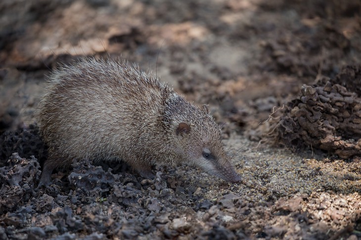 common tenrec