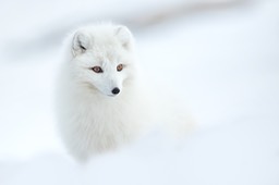 arctic fox