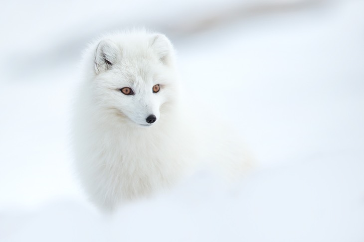 arctic fox