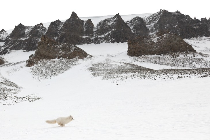 arctic fox