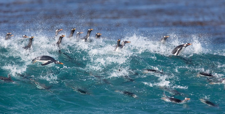 gentoo penguin