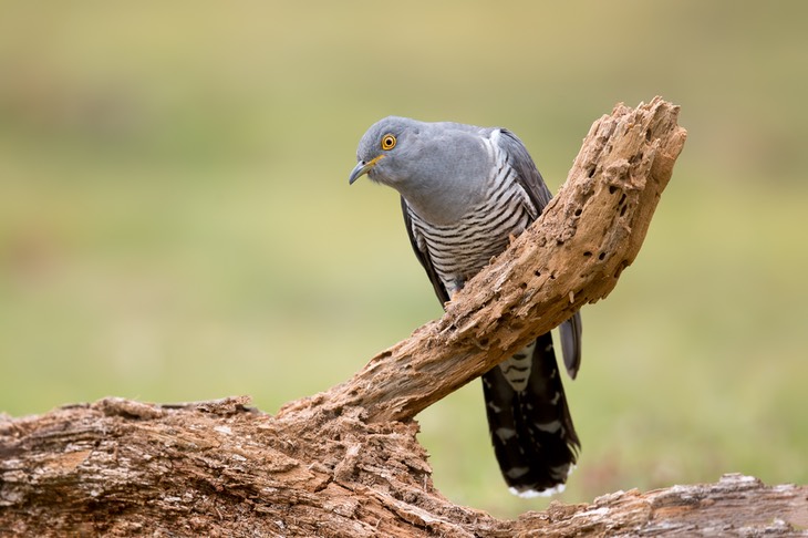 cuckoo