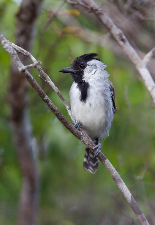 silvery cheeked antshrike