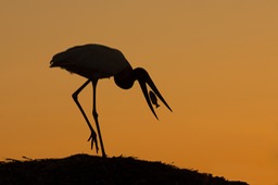 jabiru