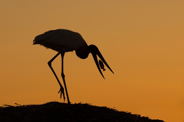 jabiru