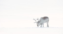 svalbard reindeer