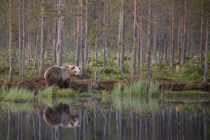 brown bear