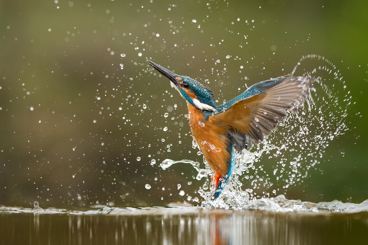 kingfisher