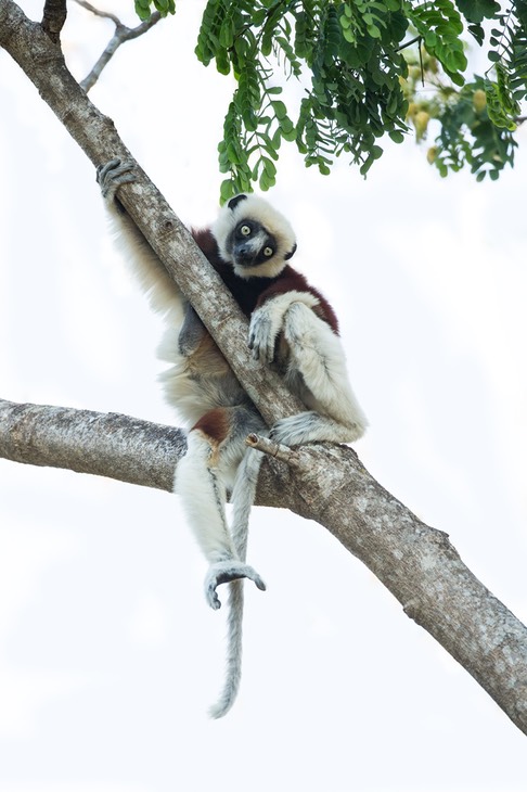 coquerel's sifaka